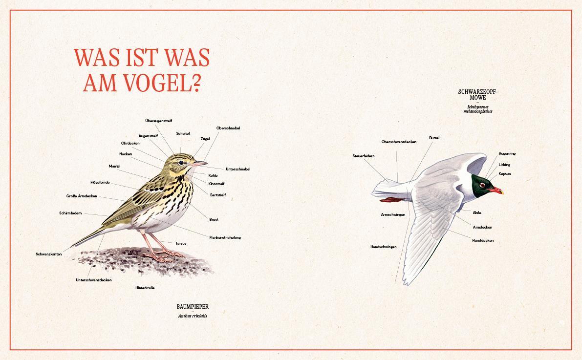 Bild: 9783710402838 | Unsere Vogelwelt | Heimische Arten und ihre Geheimnisse entdecken