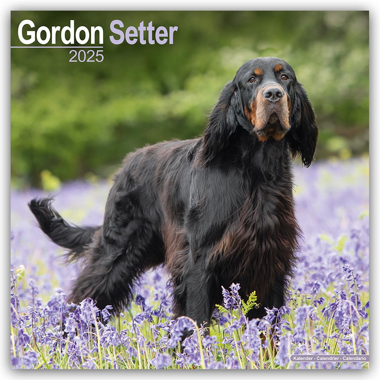 Cover: 9781804603505 | Gordon Setter 2025 - 16-Monatskalender | Avonside Publishing Ltd