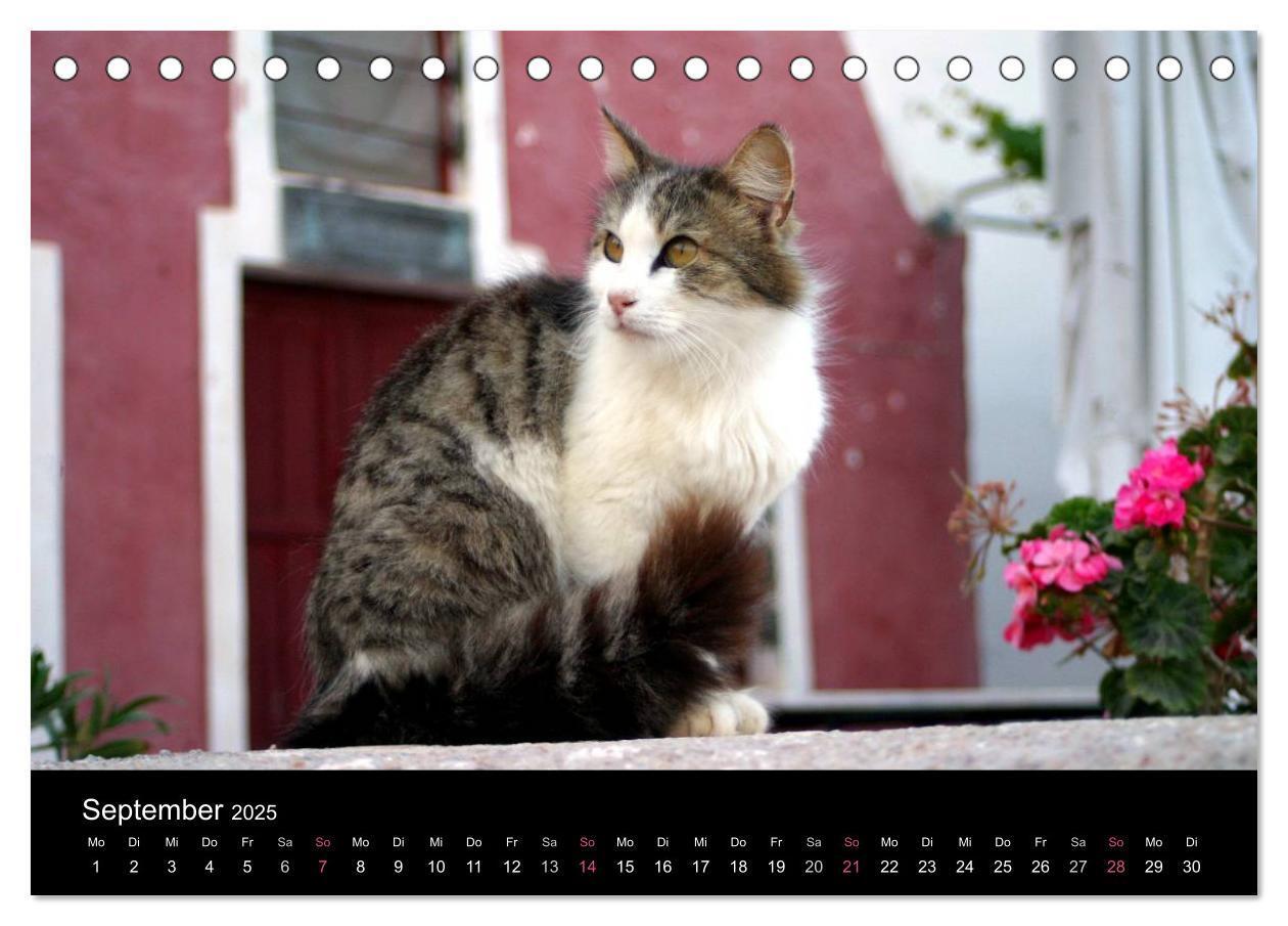 Bild: 9783435677405 | Katzensprung (Tischkalender 2025 DIN A5 quer), CALVENDO Monatskalender