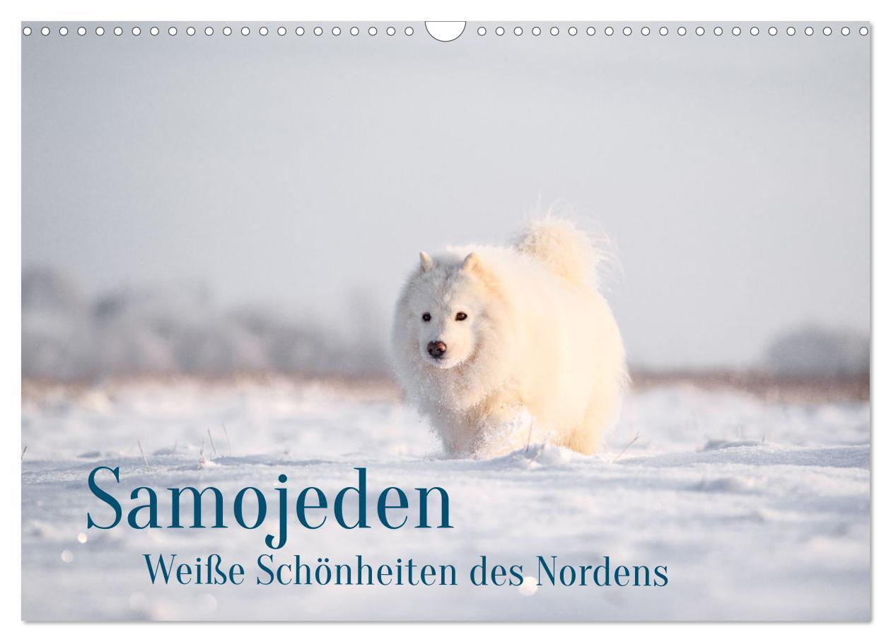 Cover: 9783383262586 | Samojeden - Liebenswerte Fellkugeln (Wandkalender 2024 DIN A3...