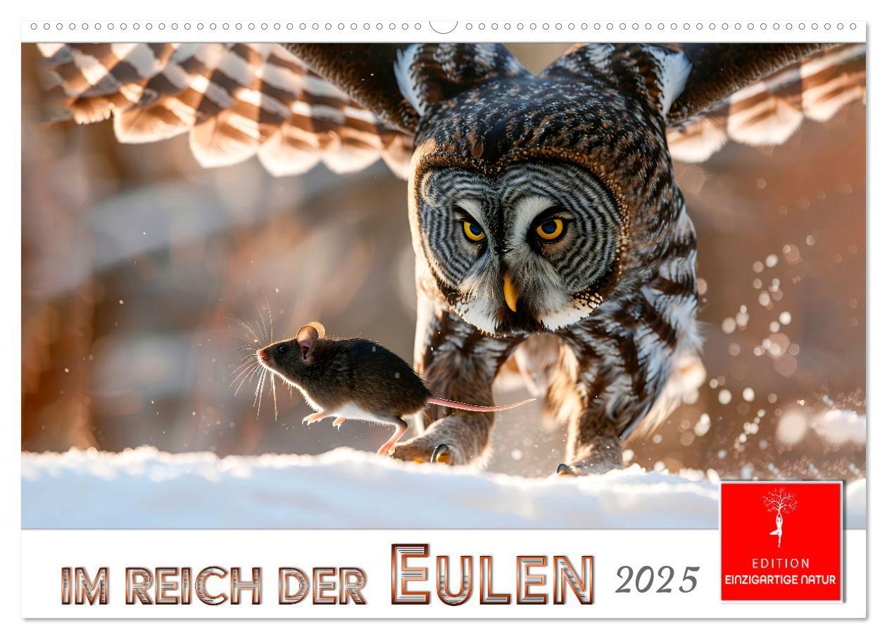 Cover: 9783457232729 | Im Reich der Eulen (Wandkalender 2025 DIN A2 quer), CALVENDO...