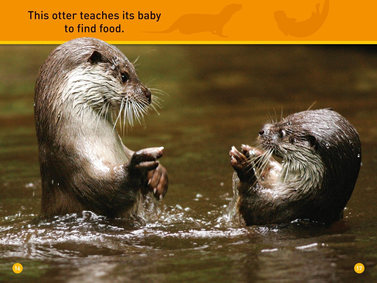Bild: 9780008266547 | Peek, Otter! | Level 1 | Shira Evans (u. a.) | Taschenbuch | Englisch