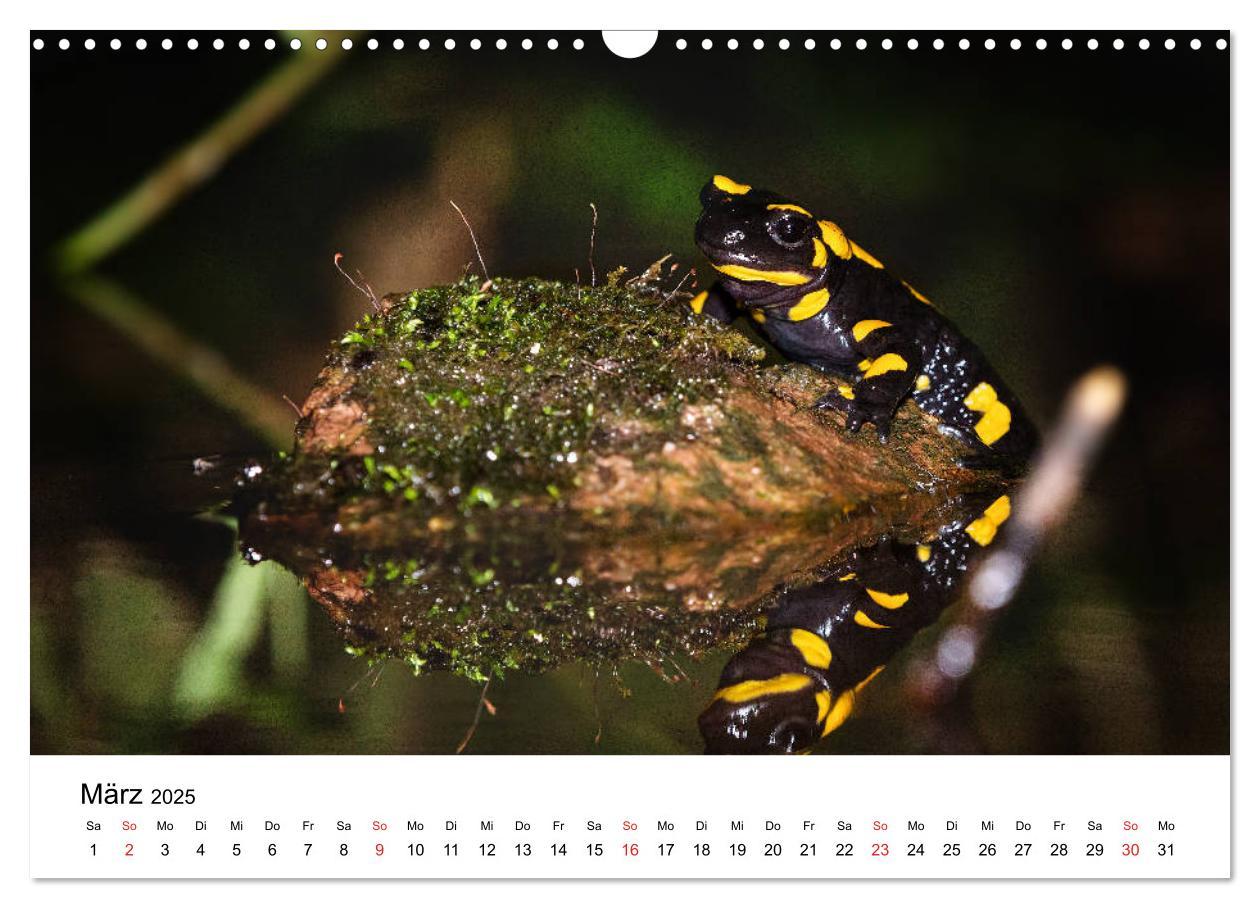 Bild: 9783435311996 | Unsere heimische Tierwelt (Wandkalender 2025 DIN A3 quer), CALVENDO...