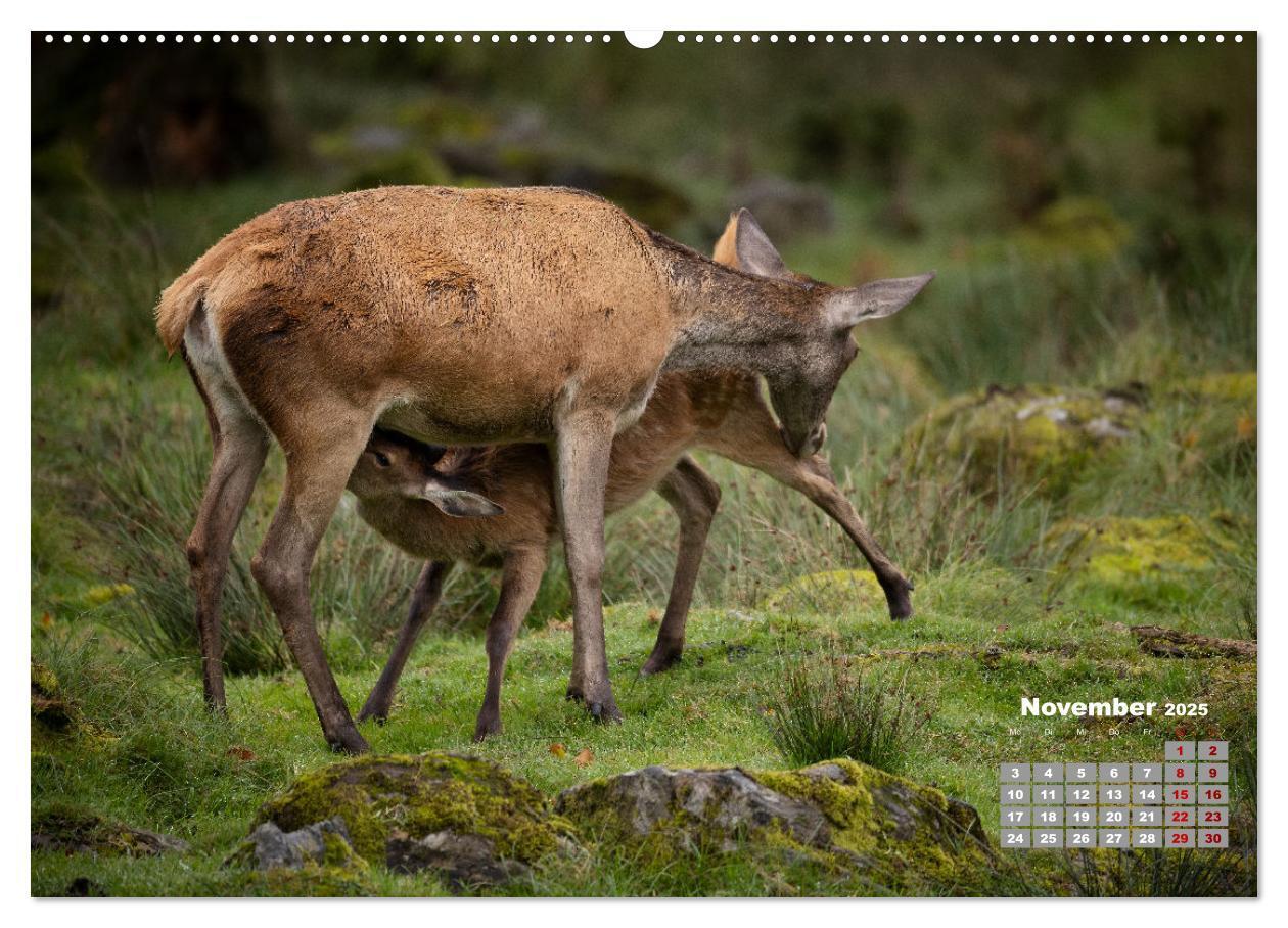 Bild: 9783435003563 | Krafttier Hirsch (Wandkalender 2025 DIN A2 quer), CALVENDO...