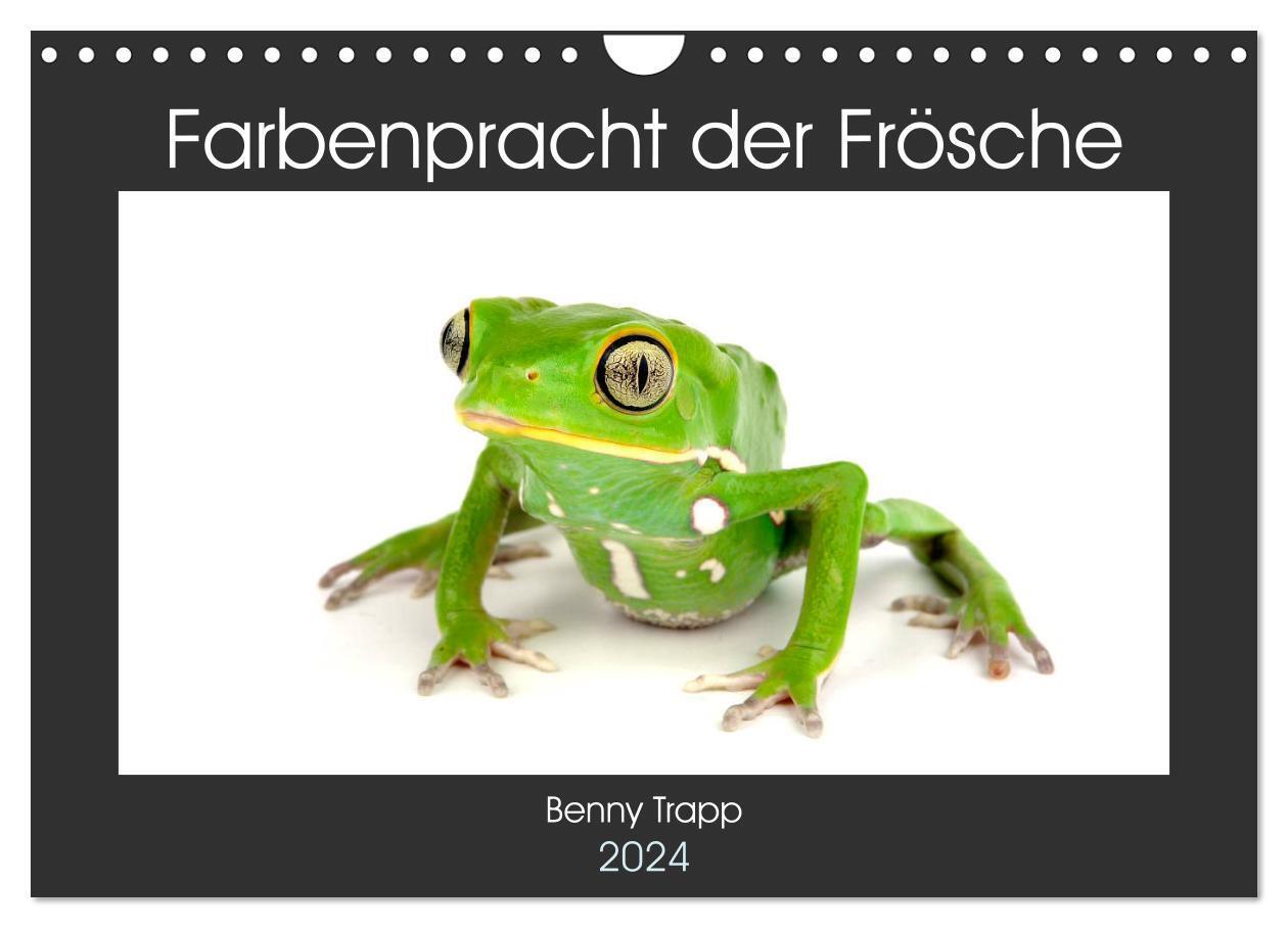 Cover: 9783675573055 | Farbenpracht der Frösche (Wandkalender 2024 DIN A4 quer), CALVENDO...