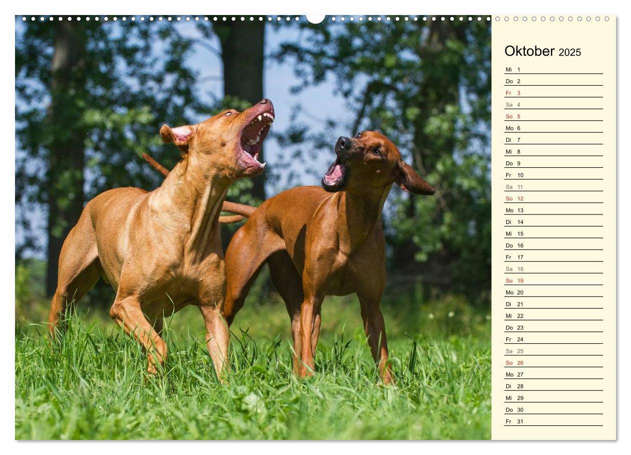 Bild: 9783435540570 | Rhodesian Ridgeback 2025 (Wandkalender 2025 DIN A2 quer), CALVENDO...