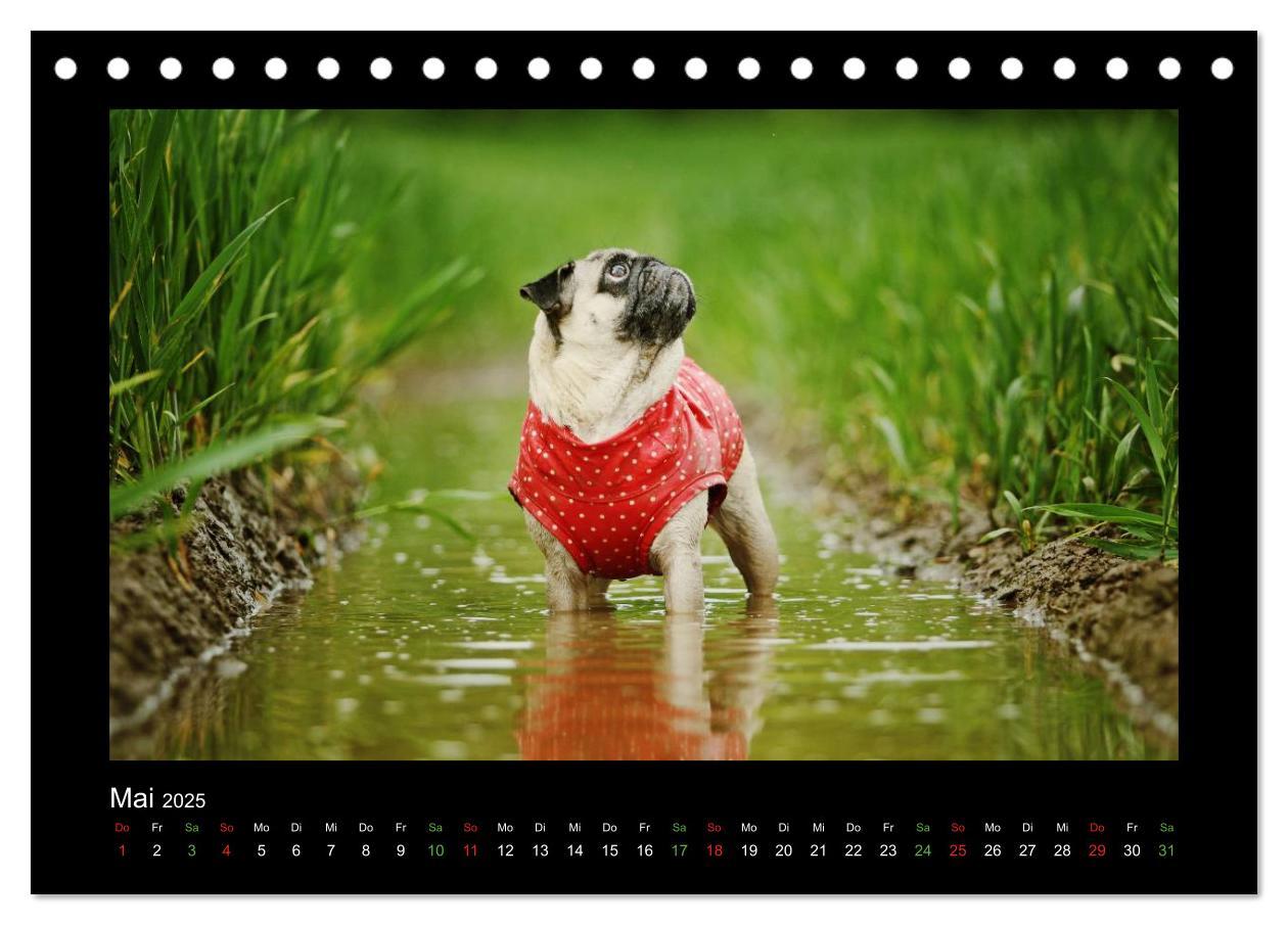 Bild: 9783435638420 | Der Feldfurchen-Mops (Tischkalender 2025 DIN A5 quer), CALVENDO...