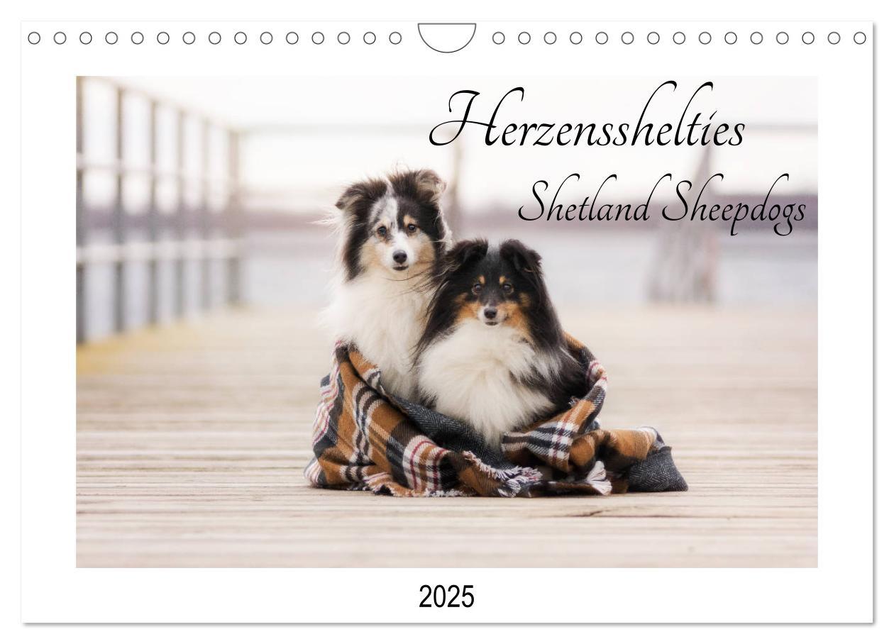 Cover: 9783435308309 | Herzensshelties - Shetland Sheepdogs (Wandkalender 2025 DIN A4...