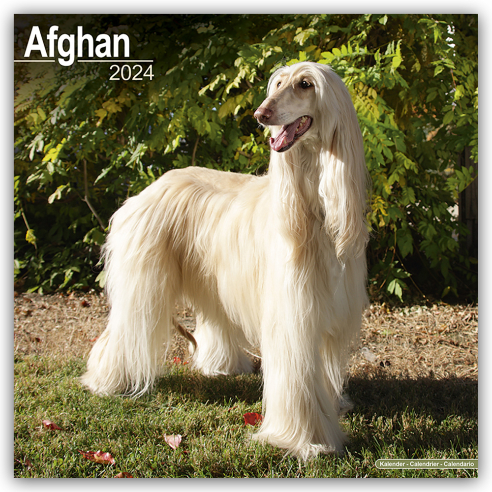 Cover: 9781804600009 | Afghan - Afghanen 2024 - 16-Monatskalender | Avonside Publishing
