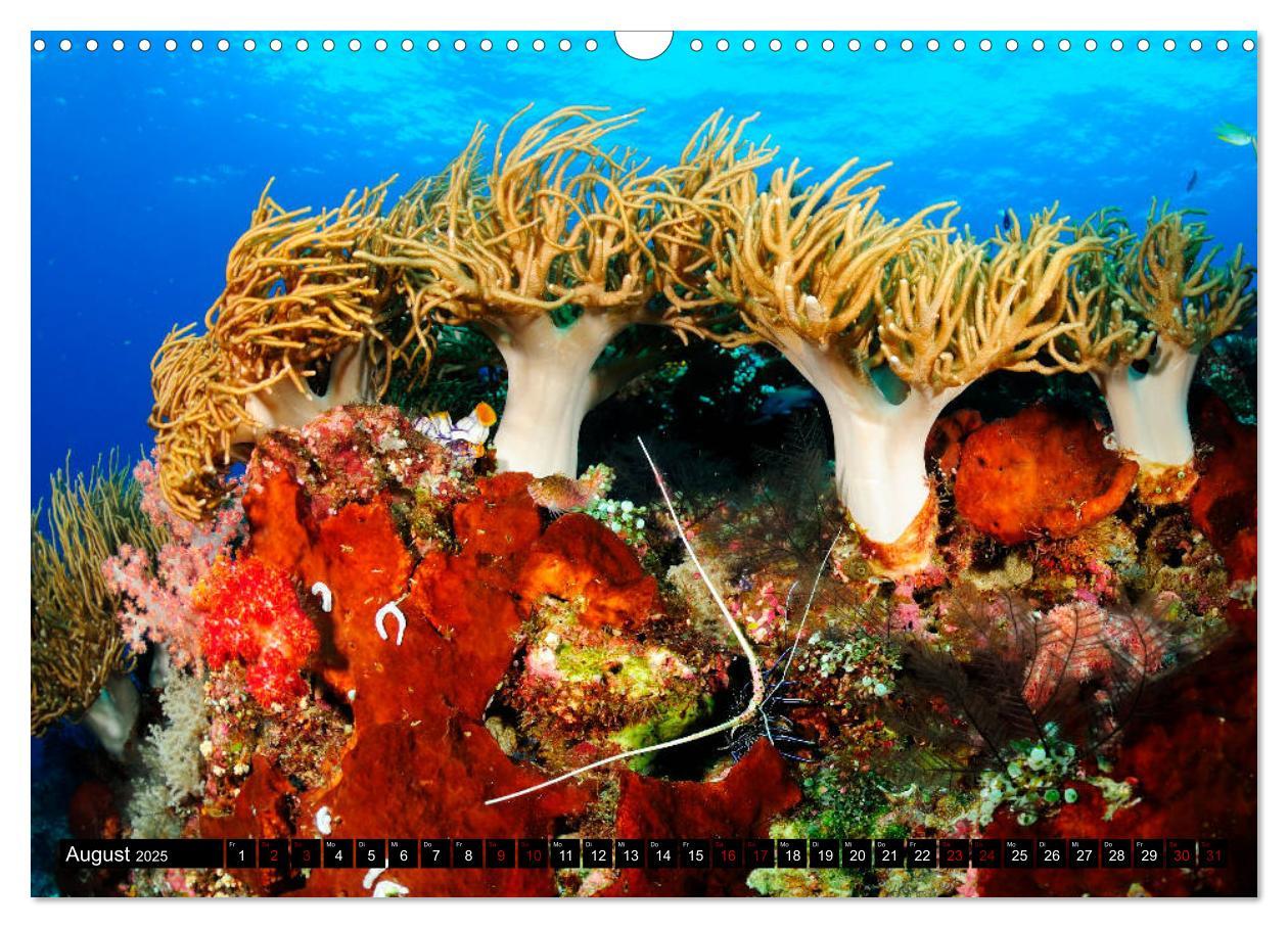 Bild: 9783435397518 | Raja Ampat - Faszinierende Unterwasserwelt (Wandkalender 2025 DIN...