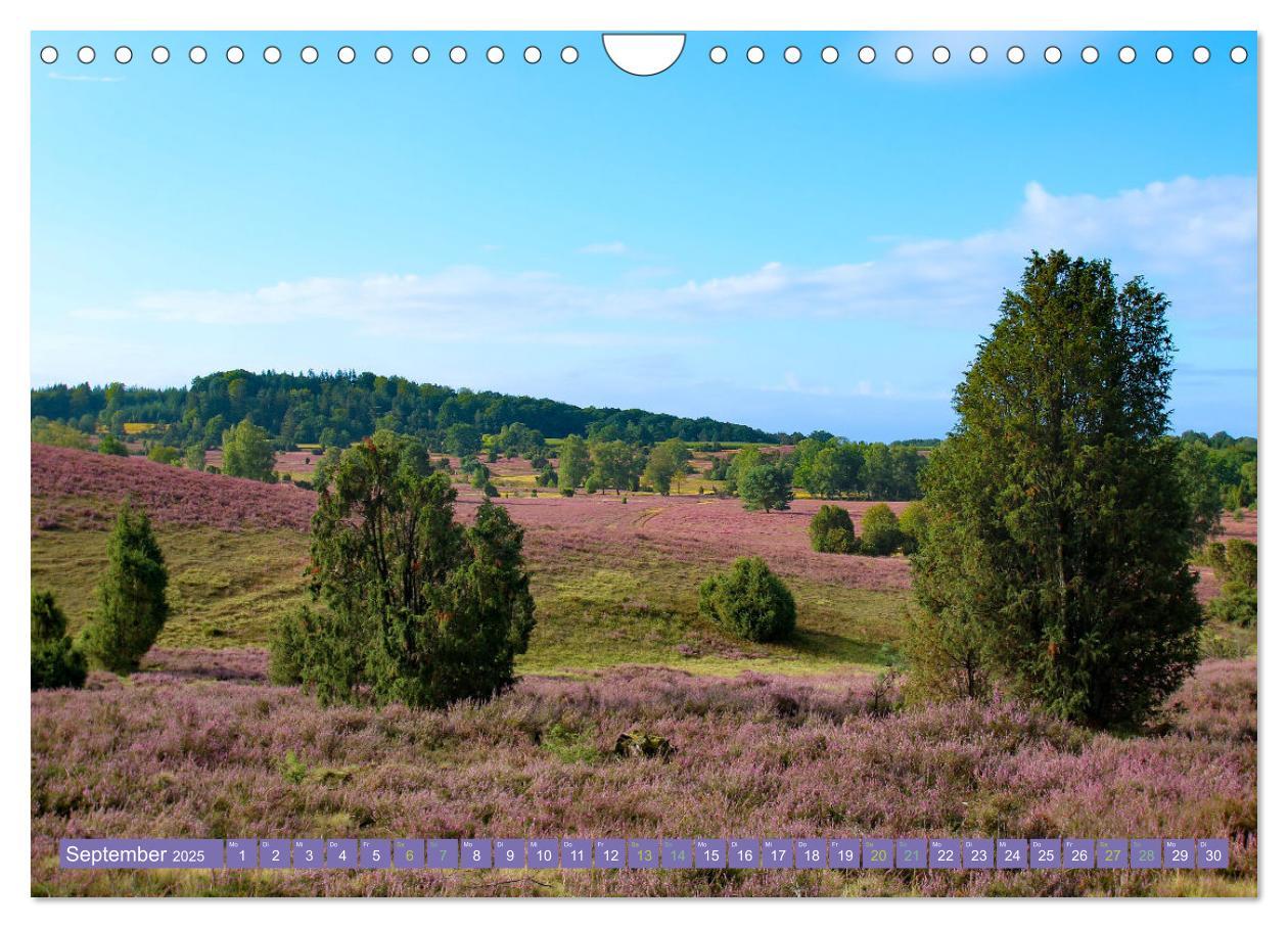 Bild: 9783383984419 | Die Farbenpracht der Lüneburger Heide (Wandkalender 2025 DIN A4...