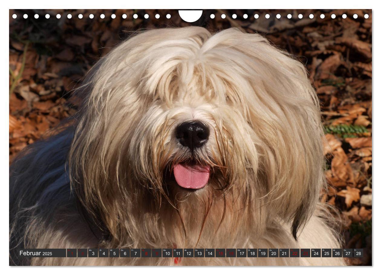 Bild: 9783435261642 | Tibet-Terrier - Eine Hunderasse mit Charakter (Wandkalender 2025...