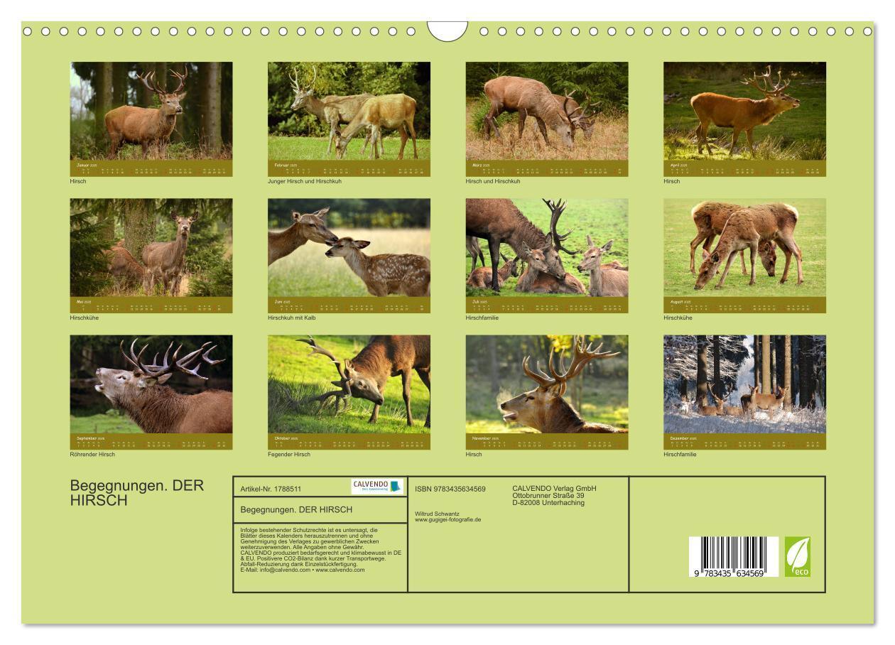 Bild: 9783435634569 | Begegnungen. DER HIRSCH (Wandkalender 2025 DIN A3 quer), CALVENDO...