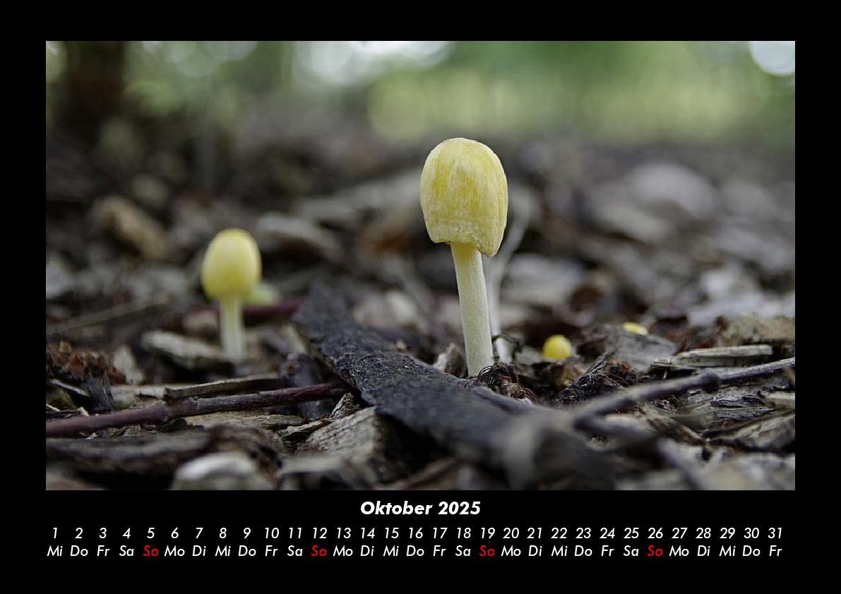 Bild: 9783755975960 | Pilzkalender 2025 Fotokalender DIN A3 | Tobias Becker | Kalender