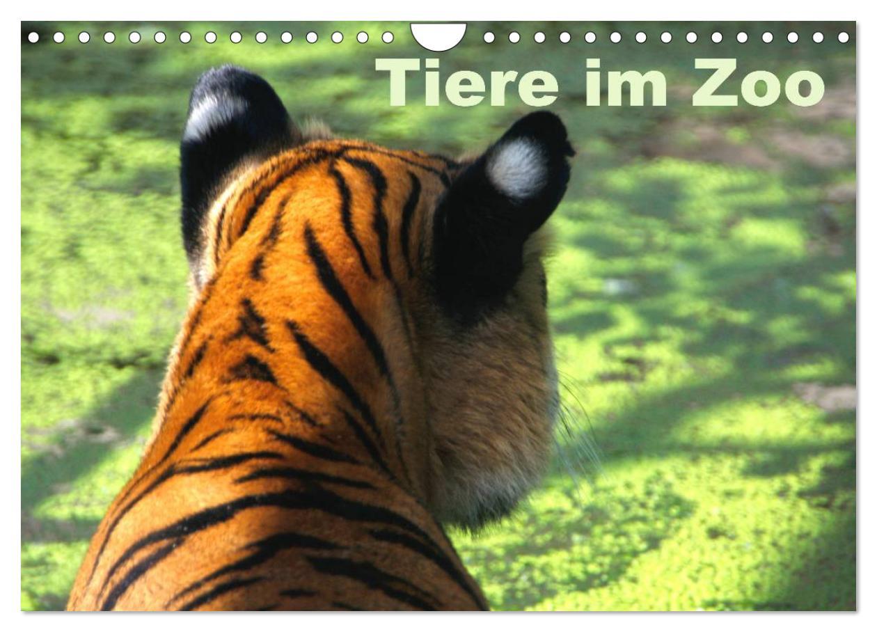 Cover: 9783435503582 | Tiere im Zoo (Wandkalender 2025 DIN A4 quer), CALVENDO Monatskalender