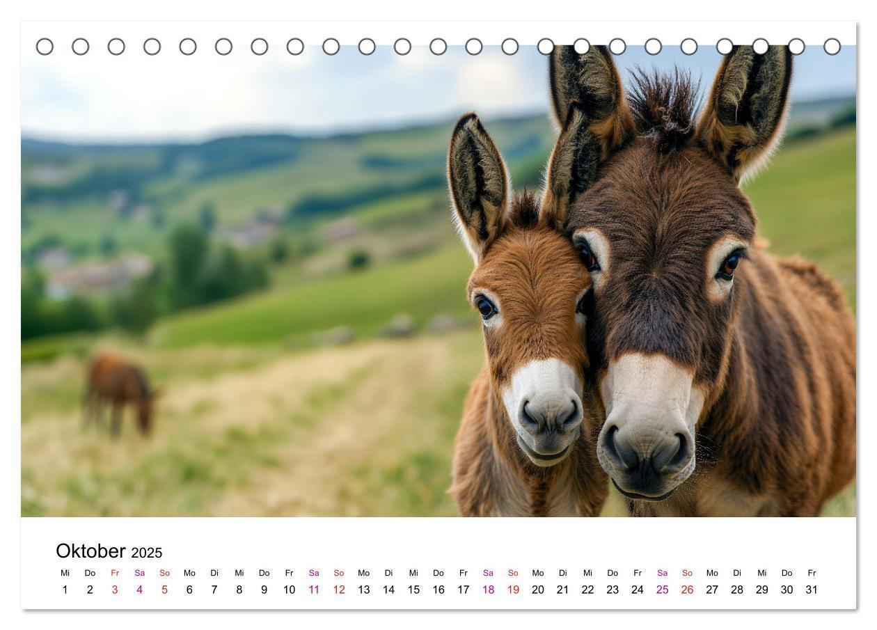 Bild: 9783457215357 | Esel - neugierige Typen (Tischkalender 2025 DIN A5 quer), CALVENDO...