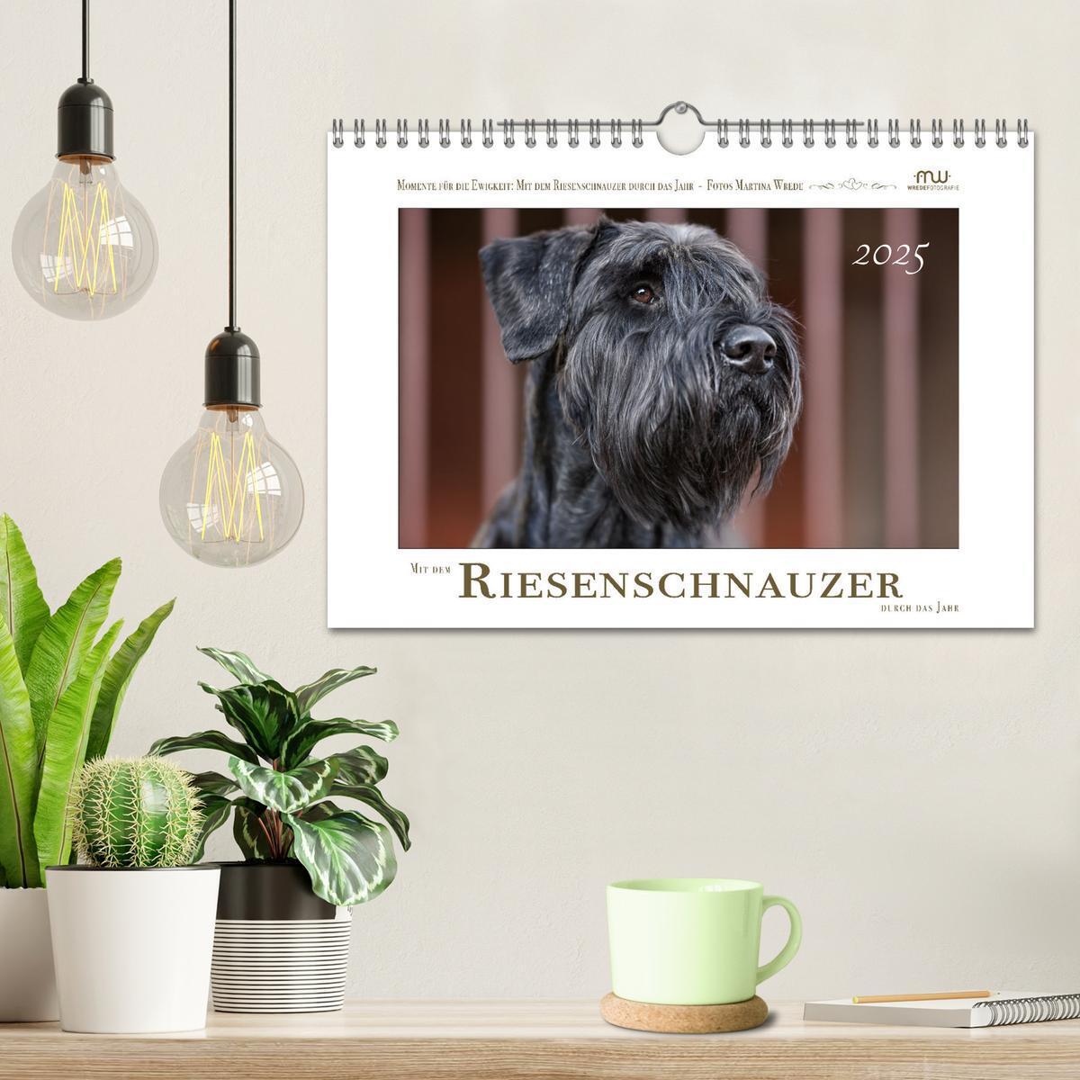 Bild: 9783435720071 | Mit dem Riesenschnauzer durch das Jahr (Wandkalender 2025 DIN A4...