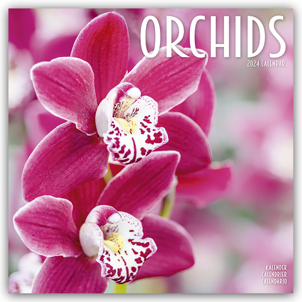 Cover: 9781804601846 | Orchids - Orchideen 2024 - 16-Monatskalender | Avonside Publishing Ltd