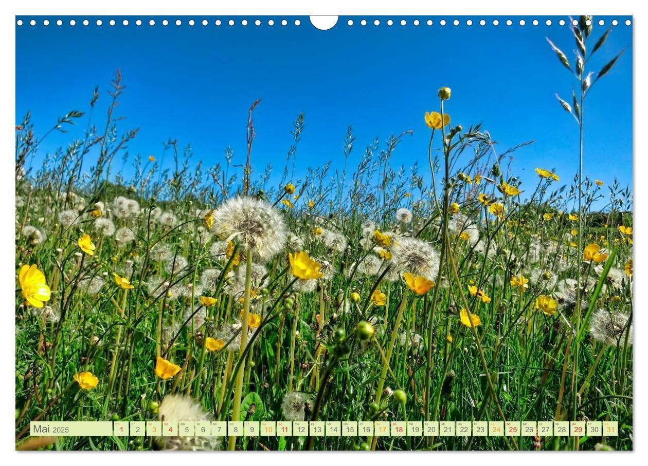 Bild: 9783435473502 | Blumenwiesen ¿ ein blütenzauberhaftes Jahr (Wandkalender 2025 DIN...