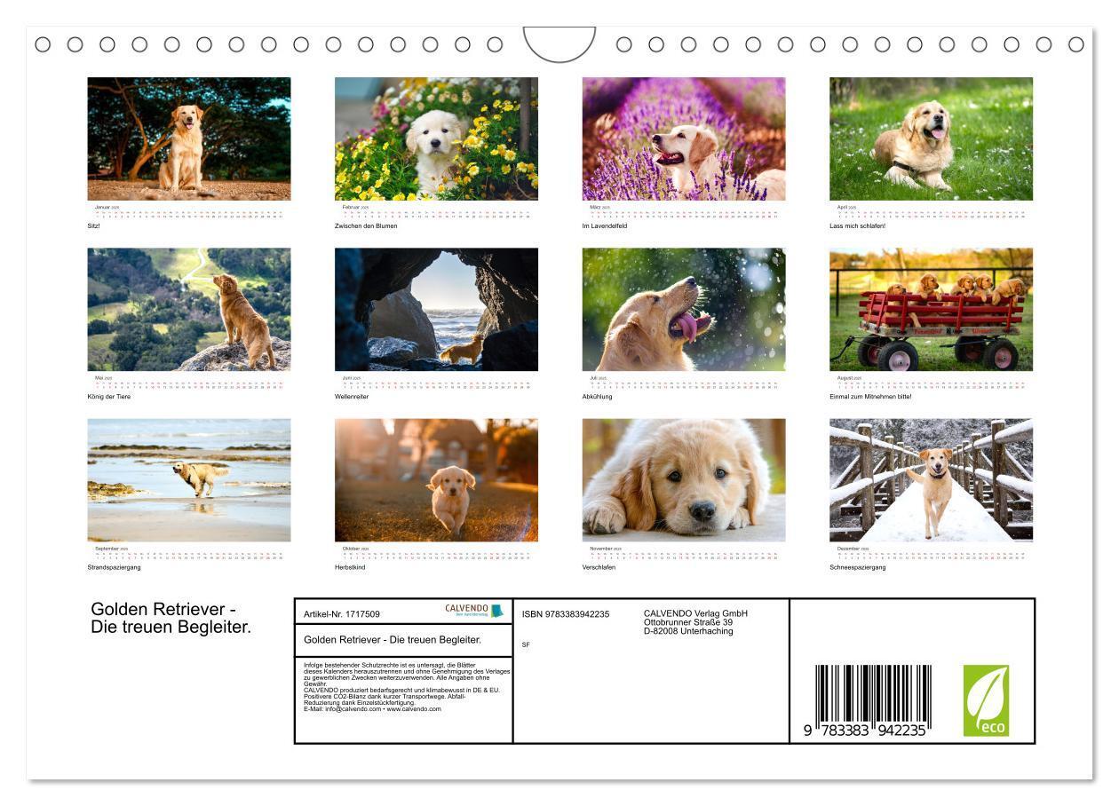 Bild: 9783383942235 | Golden Retriever - Die treuen Begleiter. (Wandkalender 2025 DIN A4...