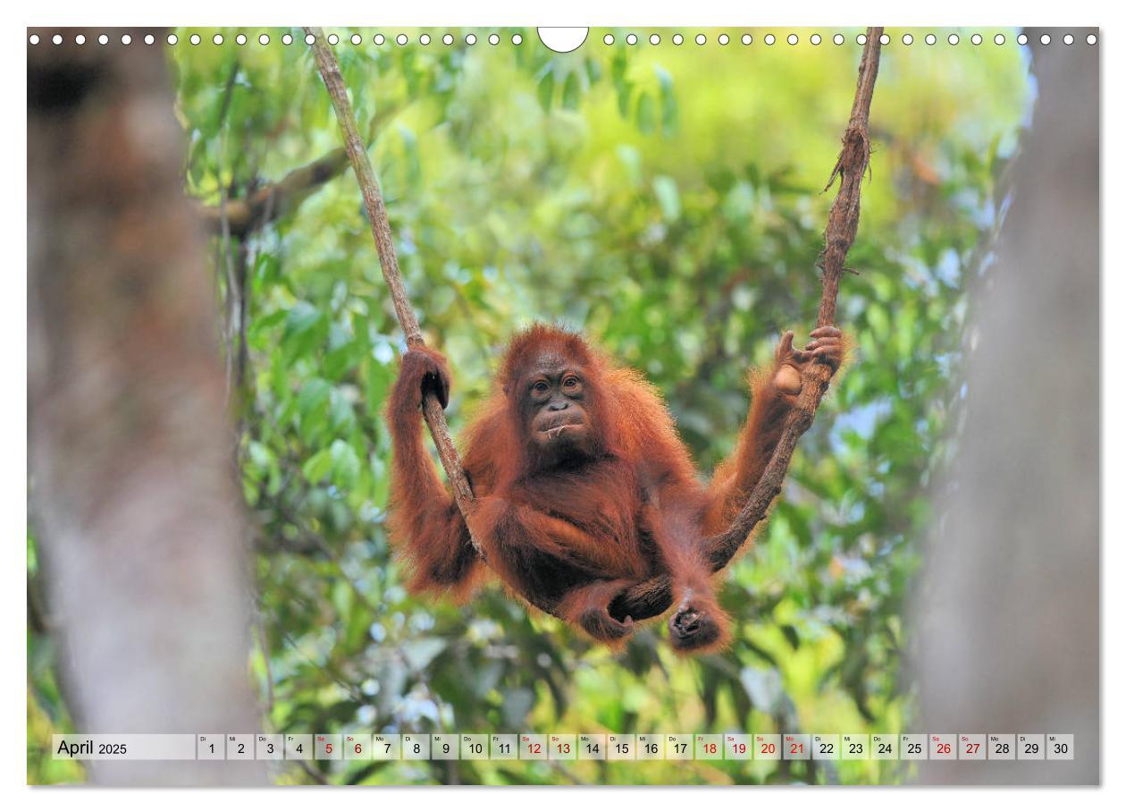 Bild: 9783435227655 | Orang Utans: Zu Besuch im Regenwald (Wandkalender 2025 DIN A3...