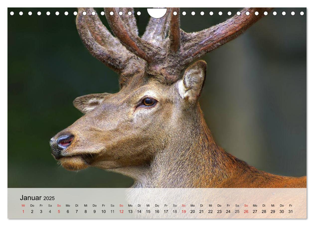 Bild: 9783435516292 | Rotwild. Edle Hirsche, stolze Kühe (Wandkalender 2025 DIN A4 quer),...