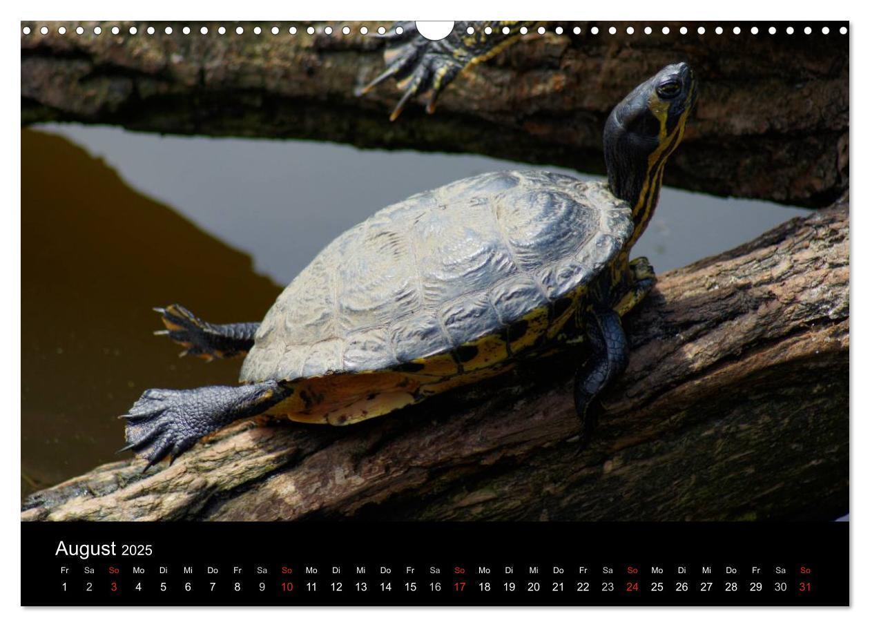 Bild: 9783435763719 | Das Leben der Schildkröten (Wandkalender 2025 DIN A3 quer),...