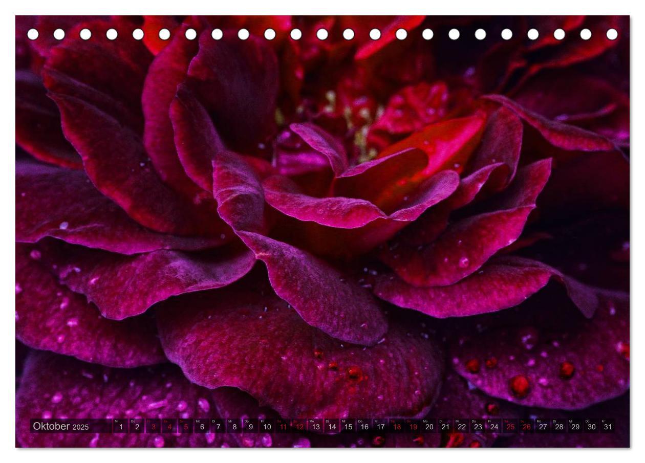 Bild: 9783435659104 | Gothic Rose - Rosen aus dem Garten der Finsternis (Tischkalender...