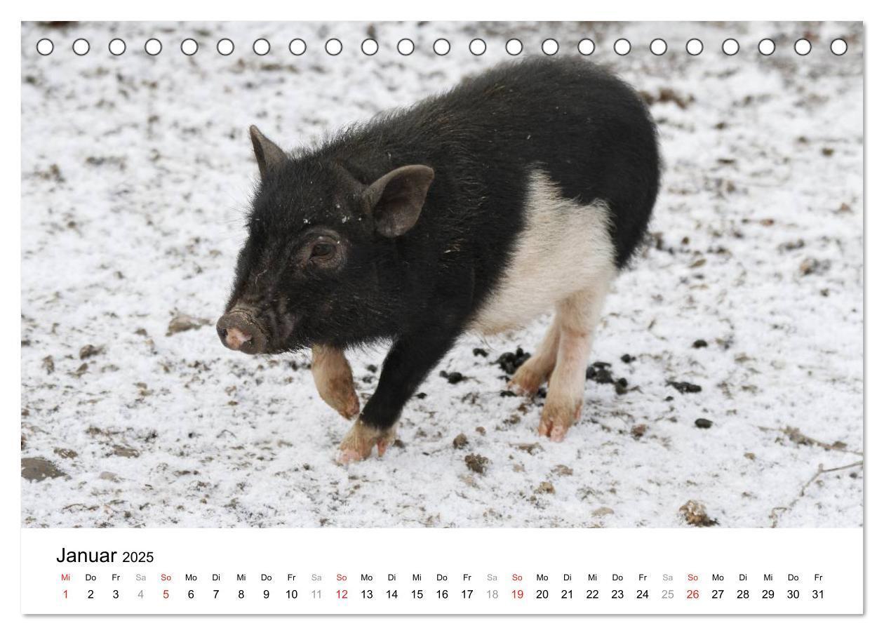 Bild: 9783435777501 | Schwein gehabt! (Tischkalender 2025 DIN A5 quer), CALVENDO...