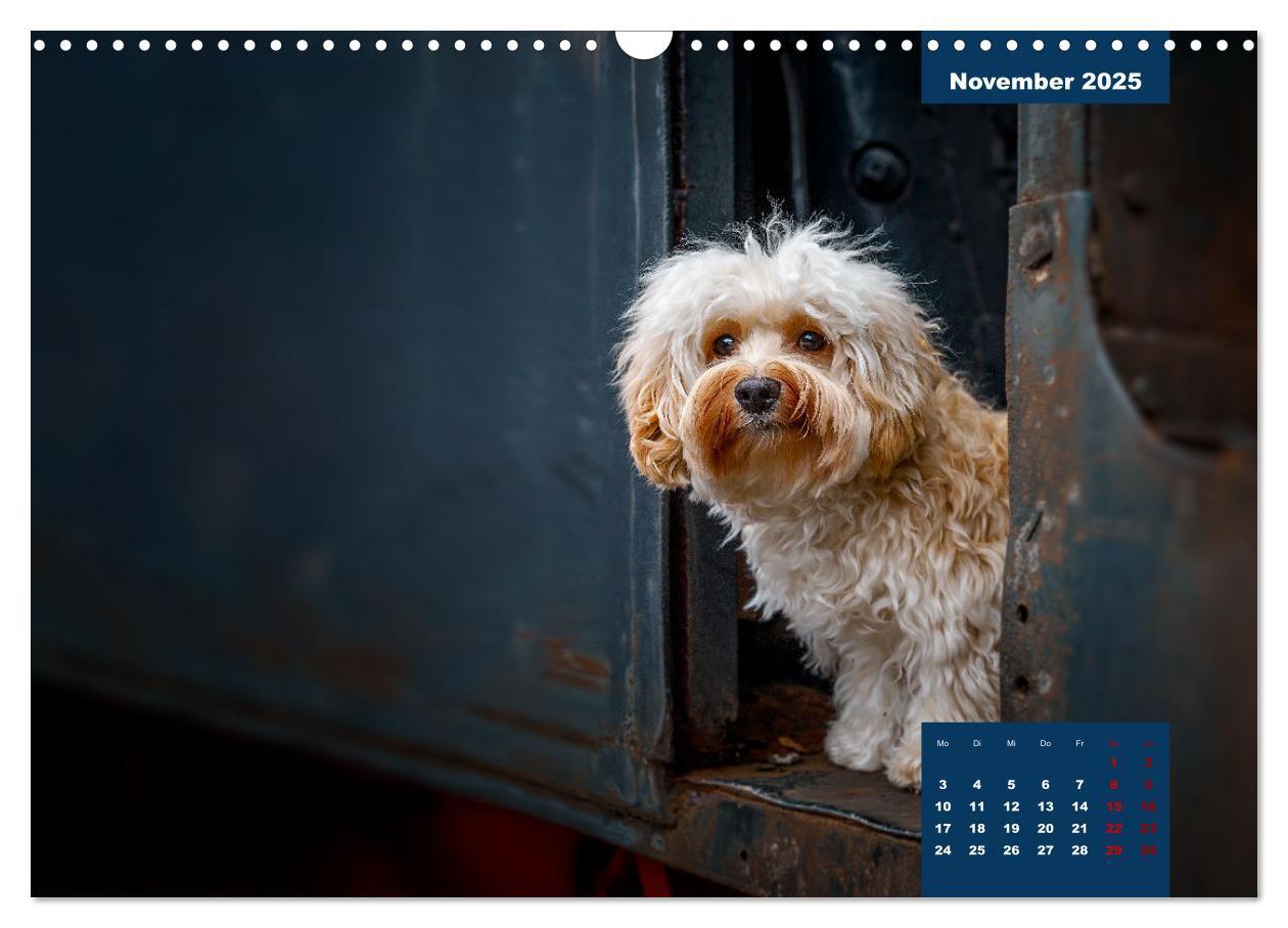 Bild: 9783435033829 | Rocket der Havaneser (Wandkalender 2025 DIN A3 quer), CALVENDO...