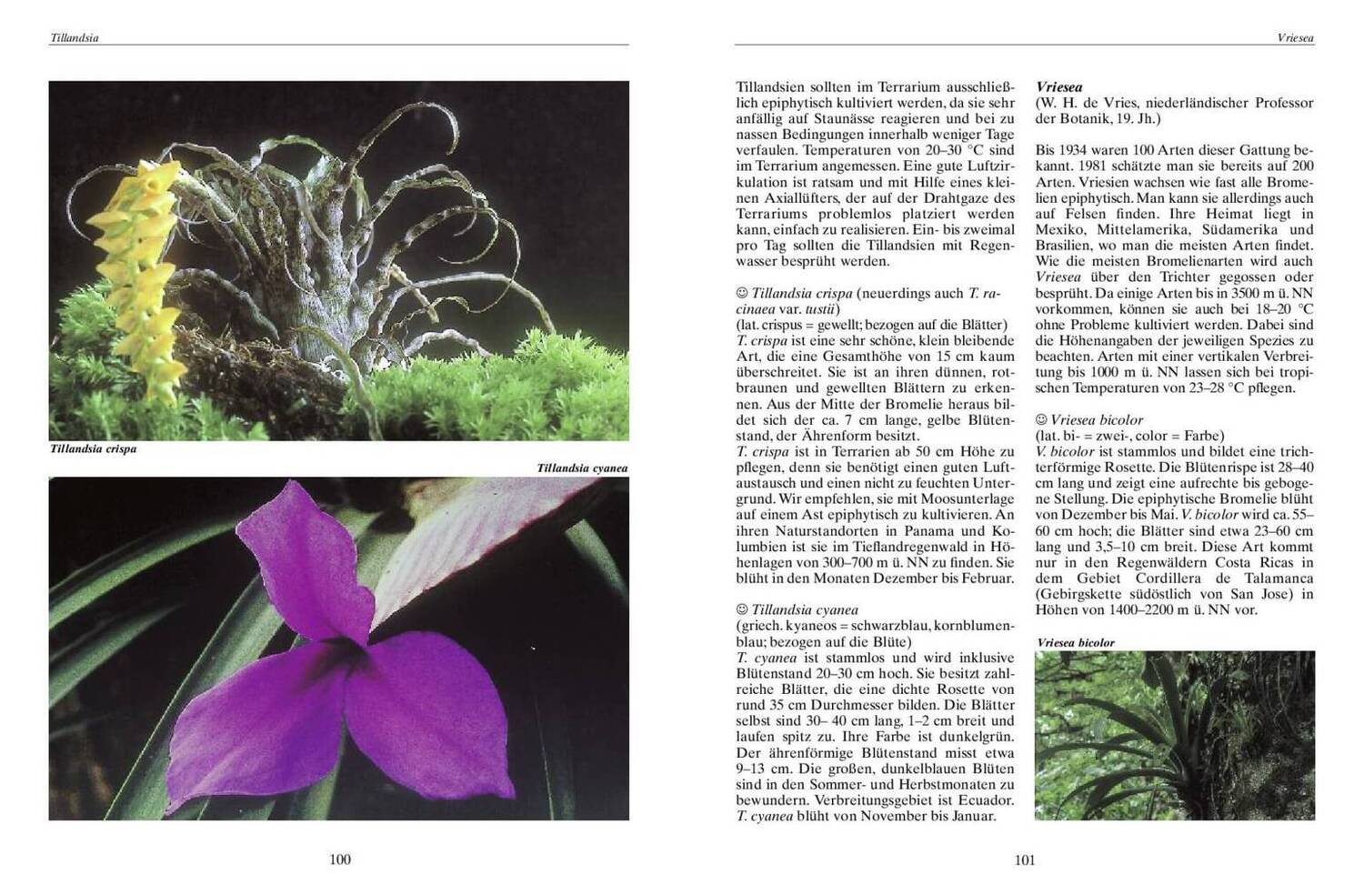 Bild: 9783931587529 | Bromelien, Orchideen und Farne im Tropenterrarium | Schwarz (u. a.)