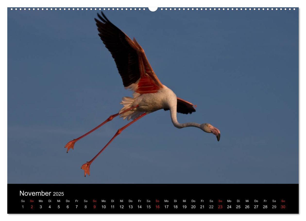 Bild: 9783435674473 | Flamingos der Camargue 2025 (Wandkalender 2025 DIN A2 quer),...