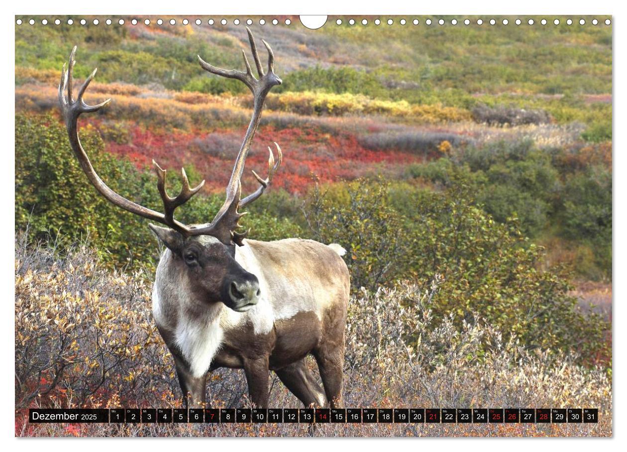 Bild: 9783435744251 | Alaska - Weites Land (Wandkalender 2025 DIN A3 quer), CALVENDO...