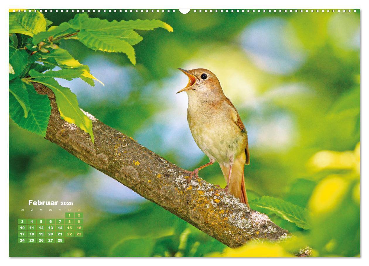 Bild: 9783383874826 | Amsel, Fink und Star: Heimische Vögel (Wandkalender 2025 DIN A2...