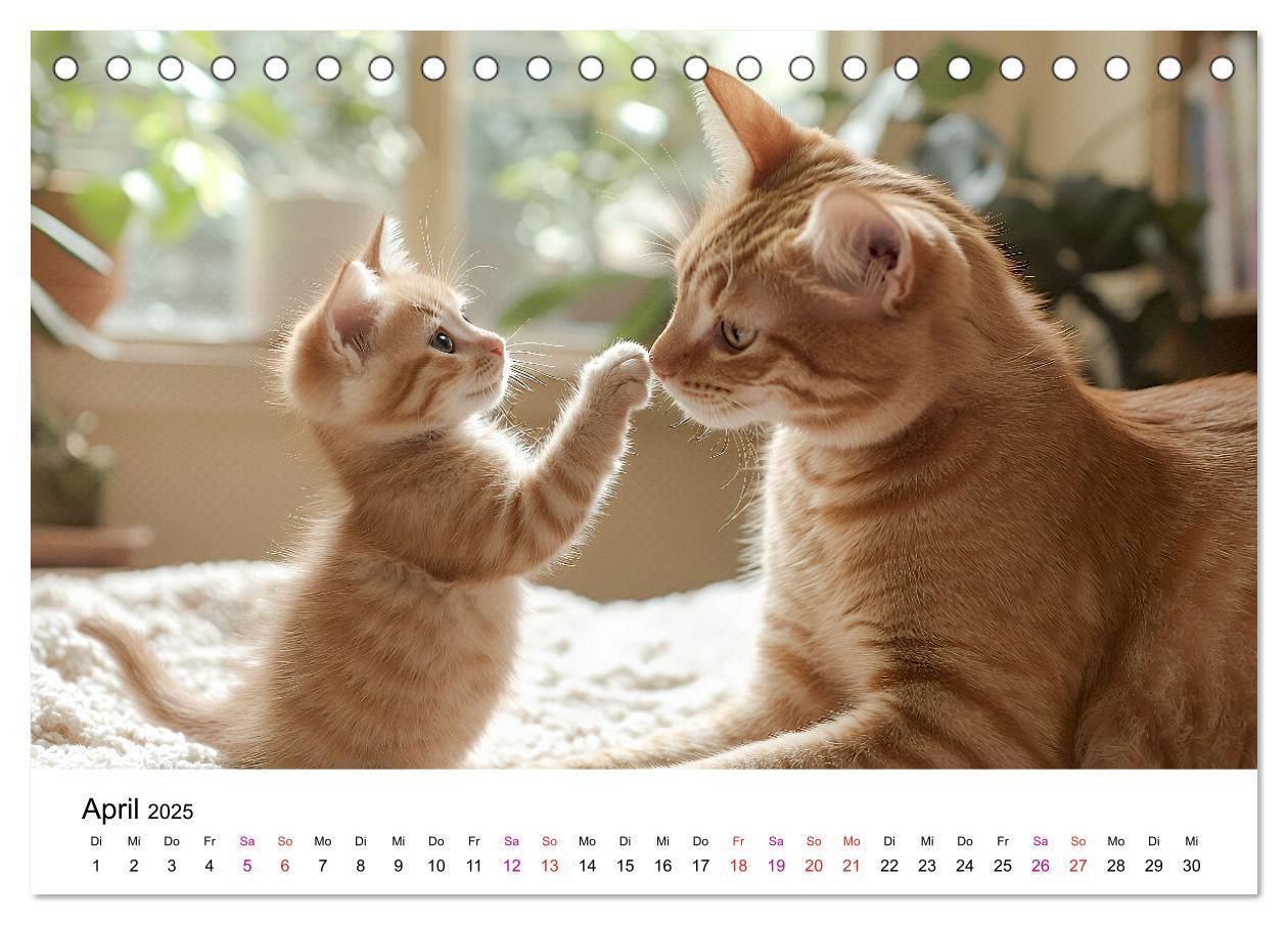 Bild: 9783457218334 | Katzenzauber - Samtpfoten im Jahreslauf (Tischkalender 2025 DIN A5...