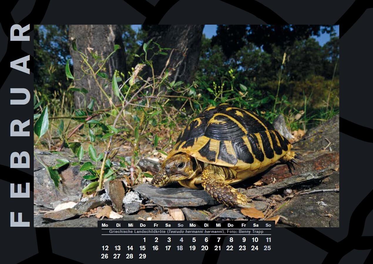 Bild: 9783944484358 | Schildkröten-Jahreskalender 2024 | Herausgegeben von Thorsten Geier