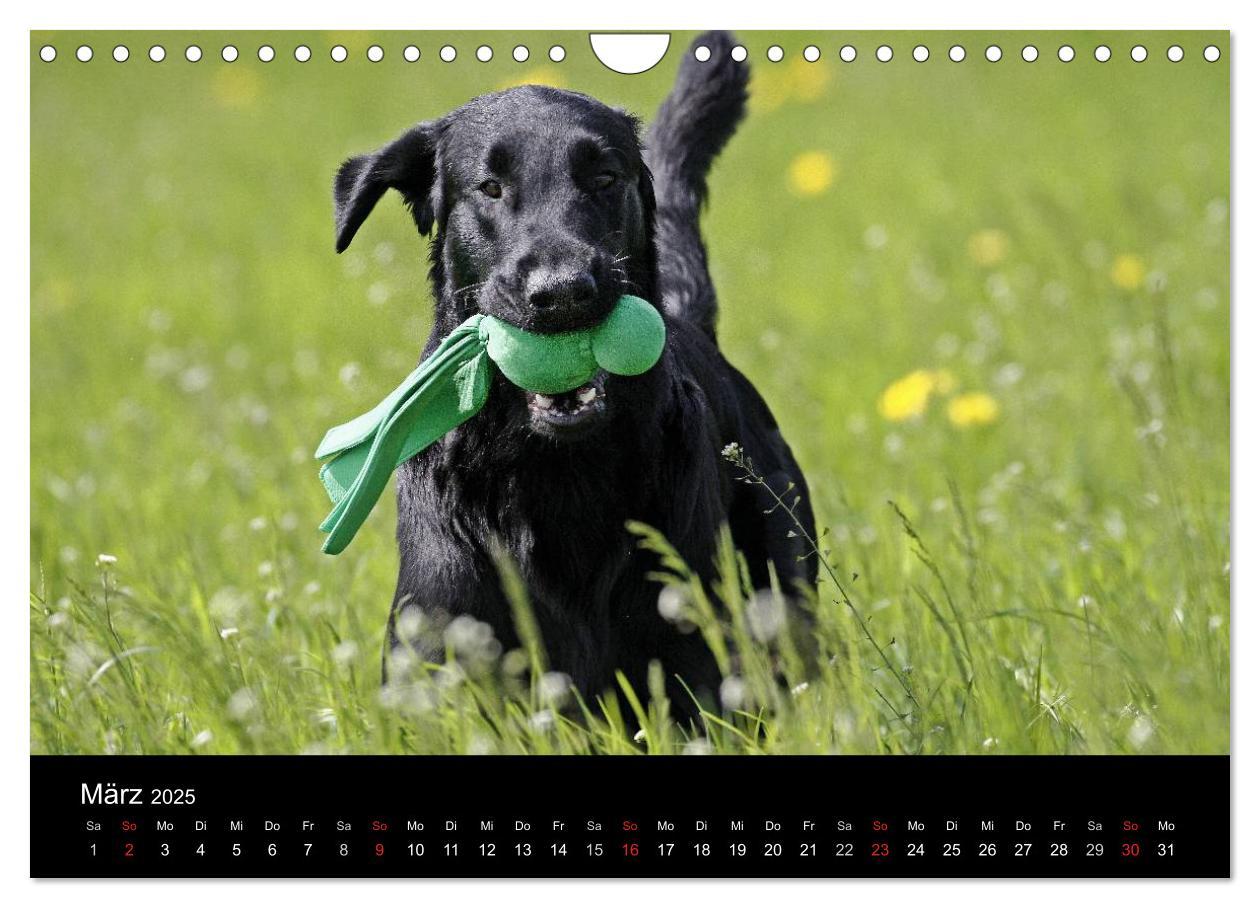 Bild: 9783435744367 | Flatcoated Retriever (Wandkalender 2025 DIN A4 quer), CALVENDO...