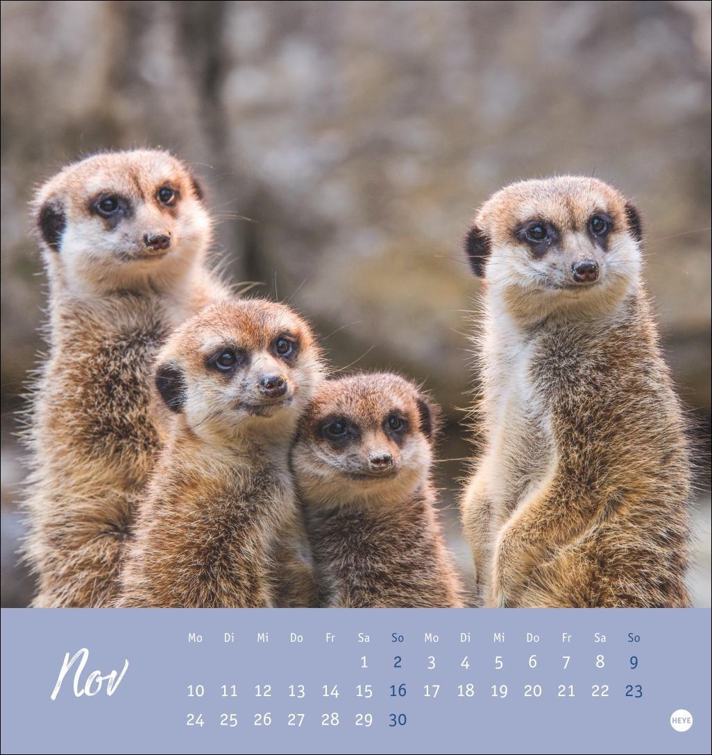 Bild: 9783756407163 | Erdmännchen Postkartenkalender 2025 | Heye | Kalender | Spiralbindung