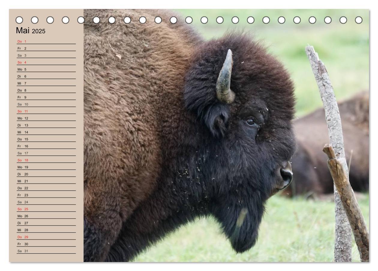 Bild: 9783435548798 | Büffel. Wisent und Bison (Tischkalender 2025 DIN A5 quer), CALVENDO...