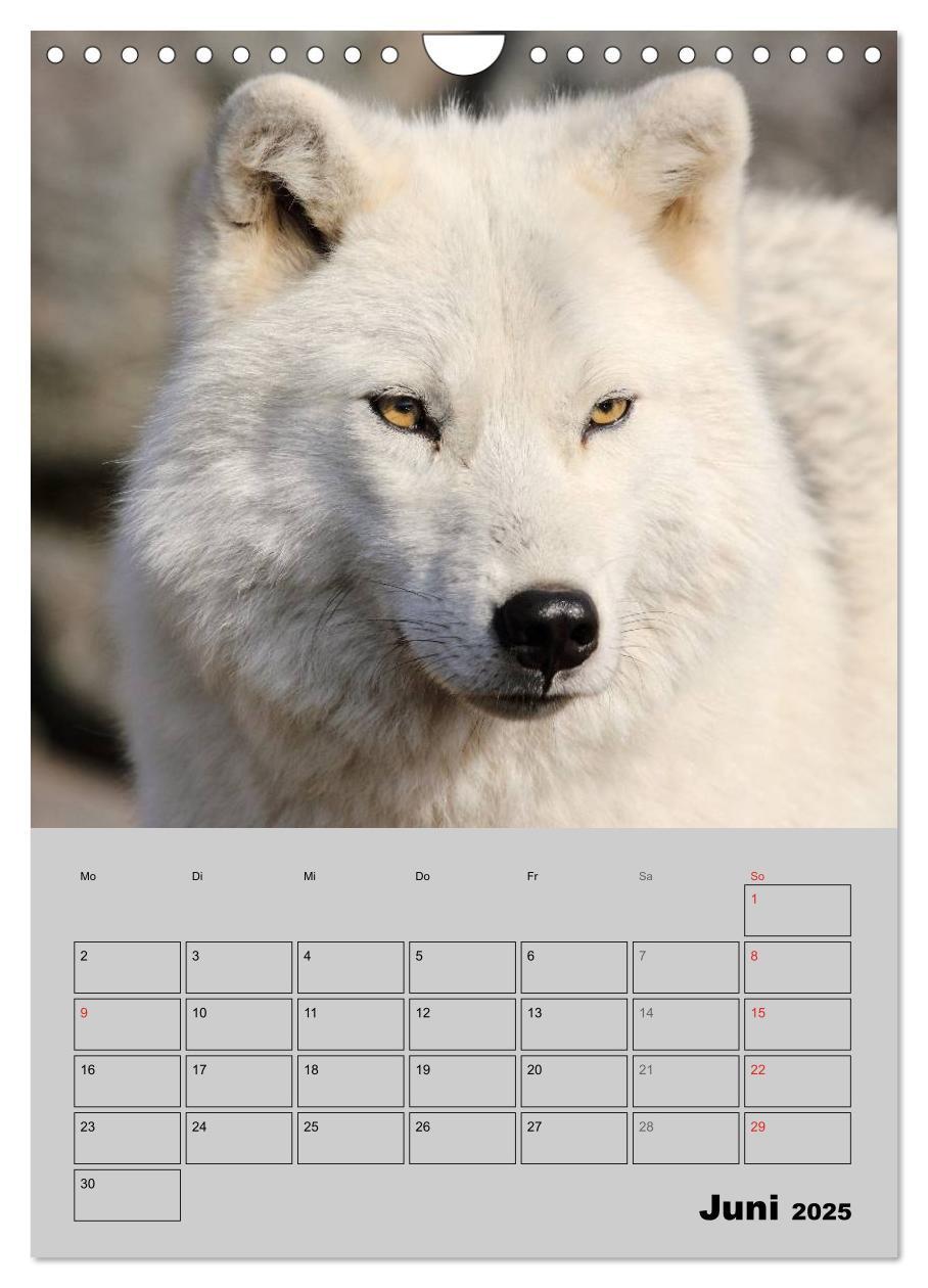 Bild: 9783457024201 | Wolf-Gesichter (Wandkalender 2025 DIN A4 hoch), CALVENDO...