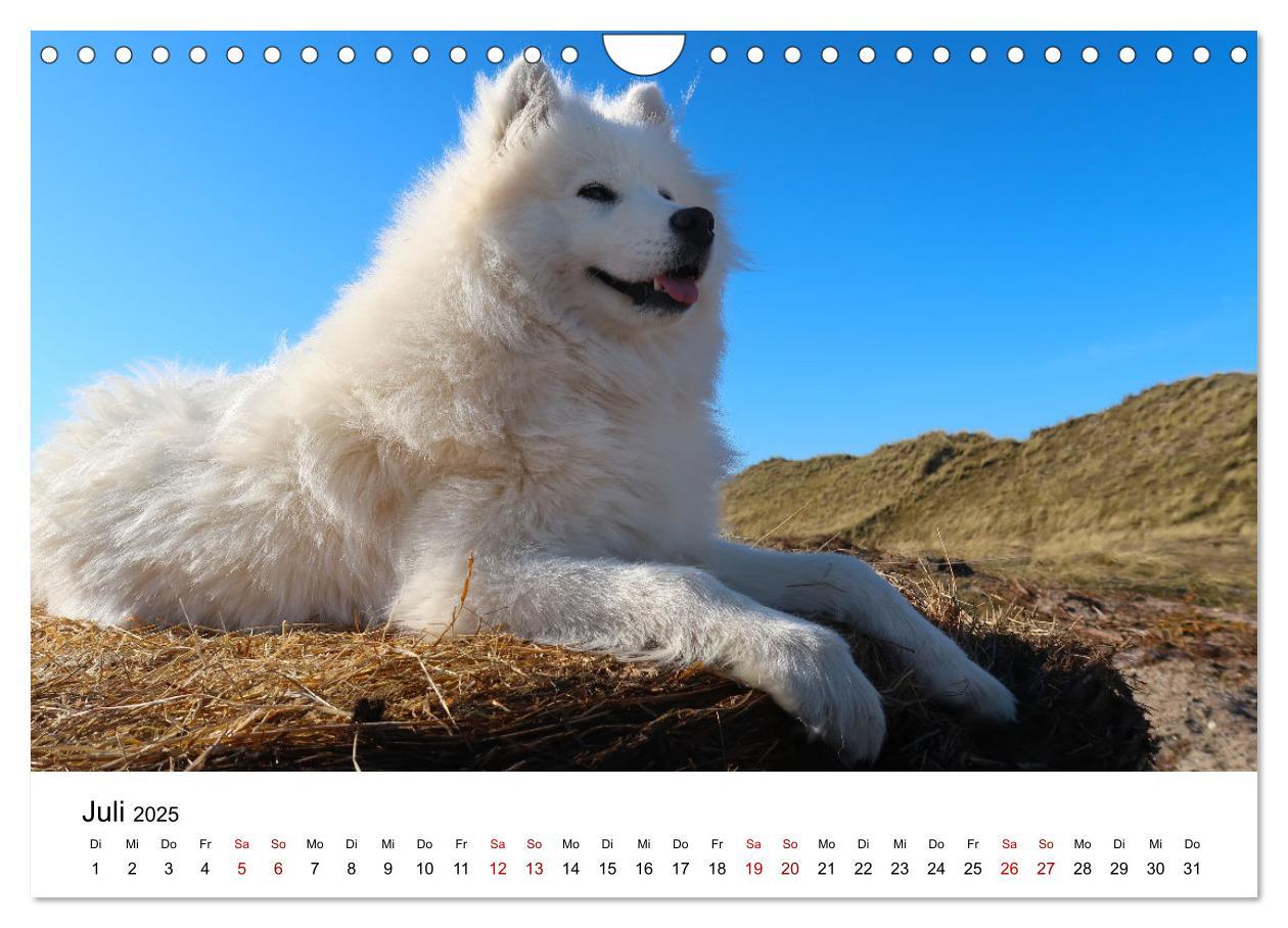 Bild: 9783435014439 | Ein Samojede am Meer (Wandkalender 2025 DIN A4 quer), CALVENDO...