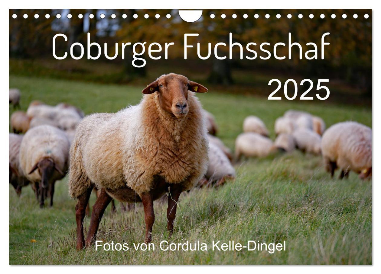 Cover: 9783435173259 | Coburger Fuchsschaf (Wandkalender 2025 DIN A4 quer), CALVENDO...