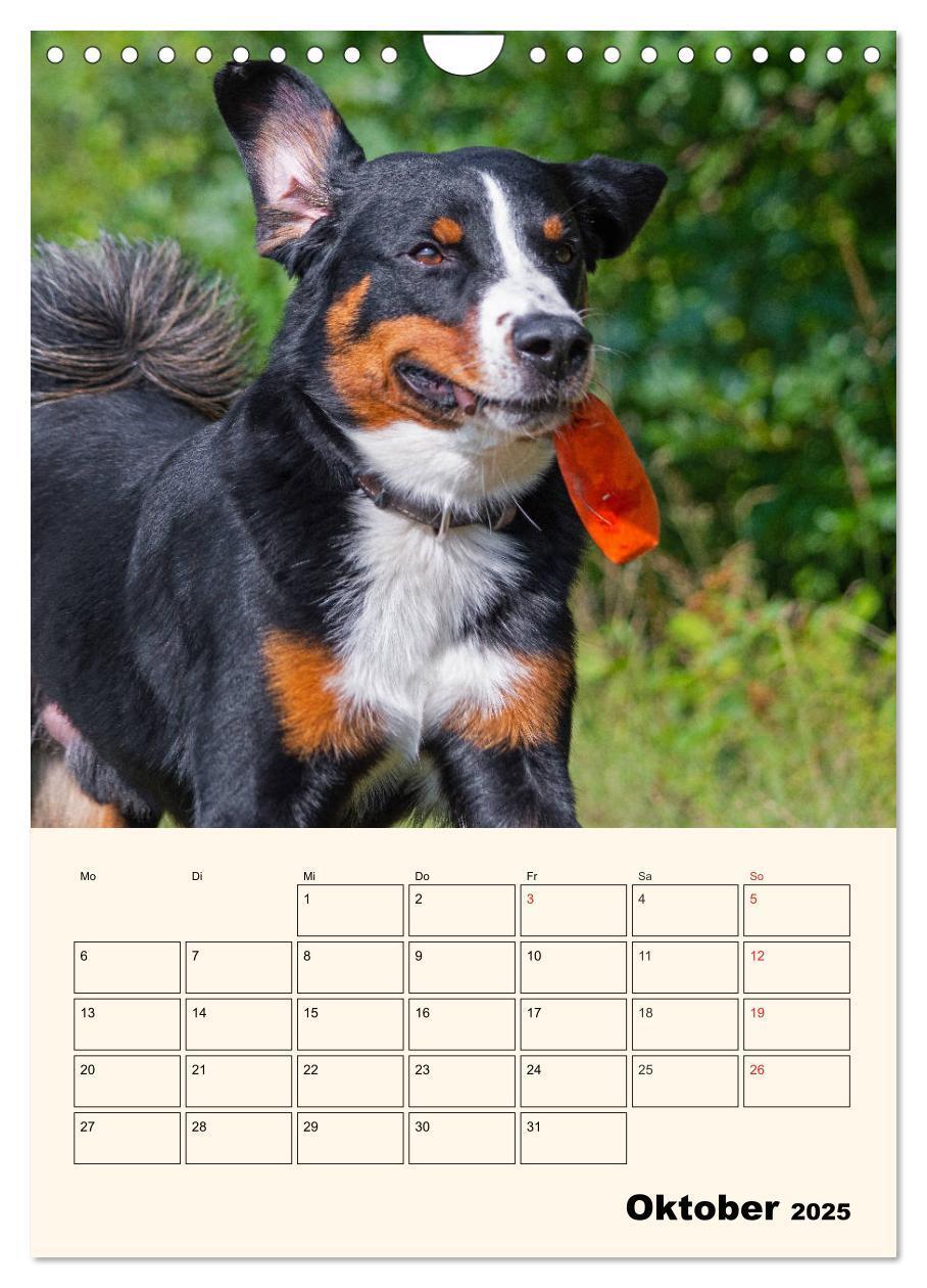 Bild: 9783435936939 | Appenzeller Sennenhund - Mit Plan durch das Jahr (Wandkalender 2025...