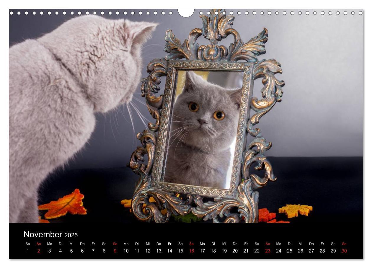 Bild: 9783435833597 | Britisch Kurzhaar Katzen (Wandkalender 2025 DIN A3 quer), CALVENDO...