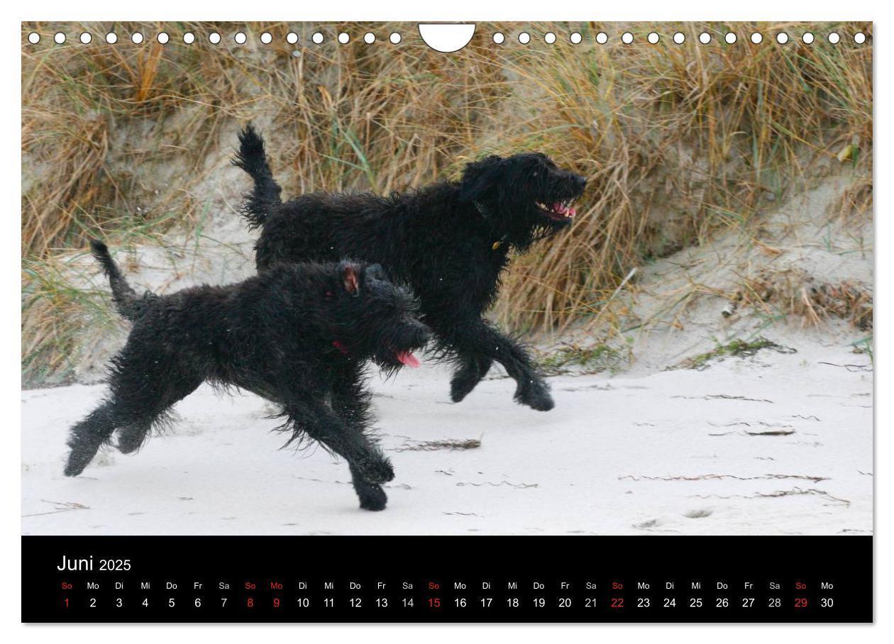 Bild: 9783435748402 | Bouvier des Flandres (Wandkalender 2025 DIN A4 quer), CALVENDO...