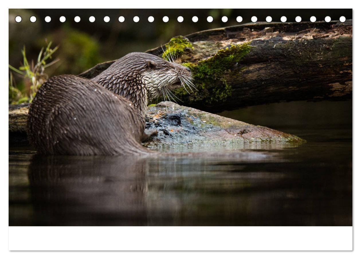 Bild: 9783435372102 | Otter - Jäger an Flüssen und Seen (Tischkalender 2025 DIN A5 quer),...