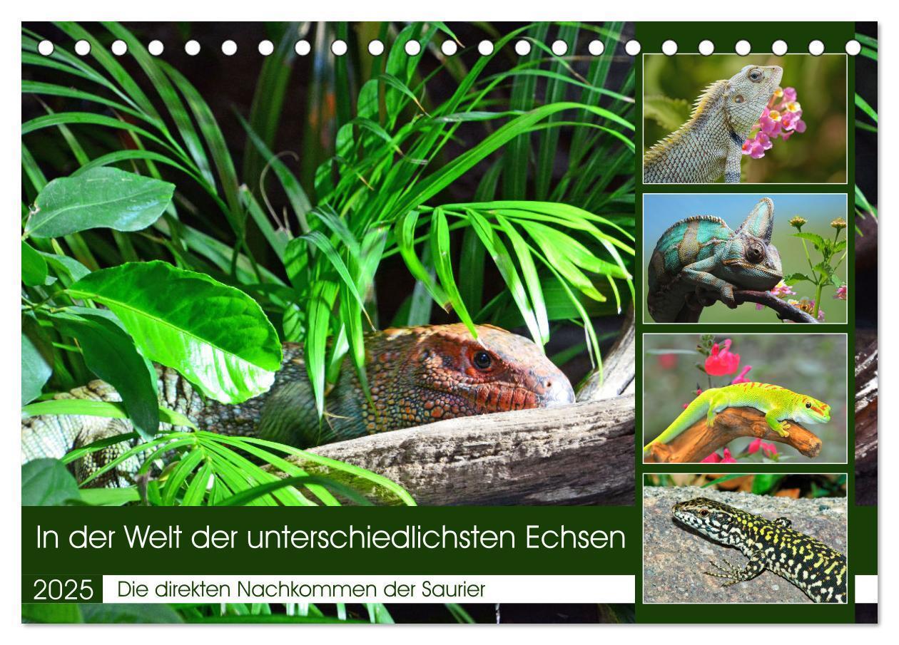 Cover: 9783383949333 | In der Welt der unterschiedlichsten Echsen (Tischkalender 2025 DIN...