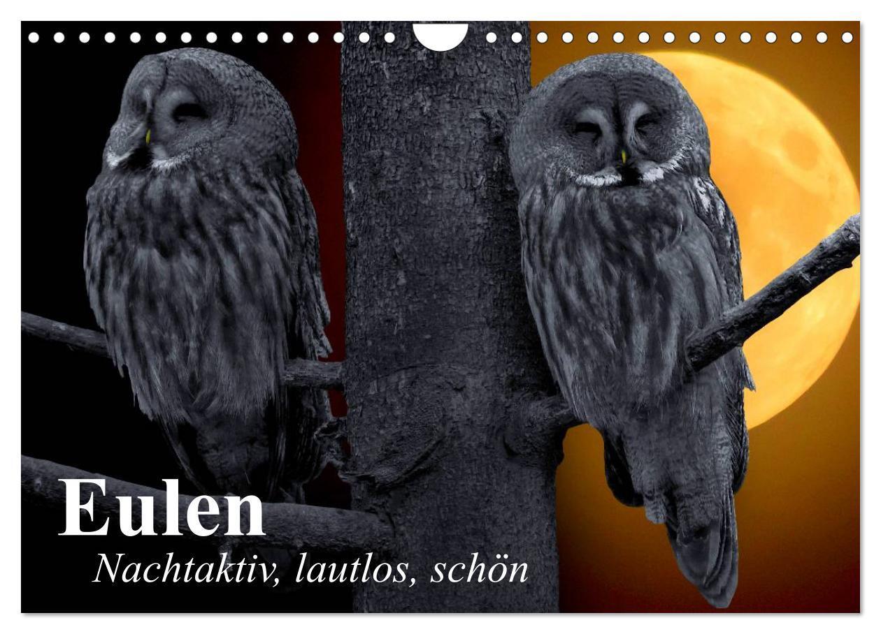 Cover: 9783383303159 | Eulen. Nachtaktiv, lautlos, schön (Wandkalender 2024 DIN A4 quer),...