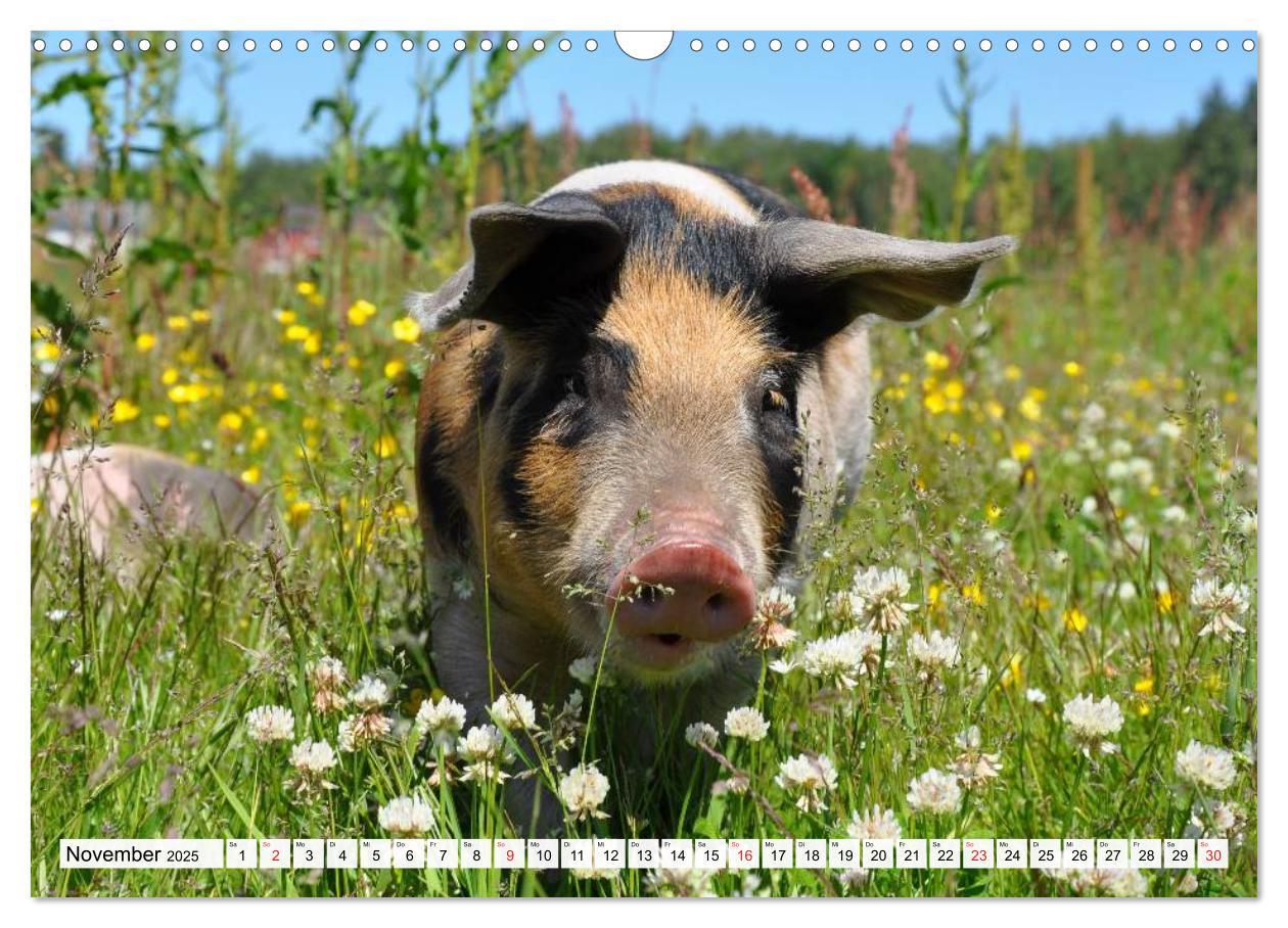 Bild: 9783435601936 | Von Säuen die Schwein haben! (Wandkalender 2025 DIN A3 quer),...