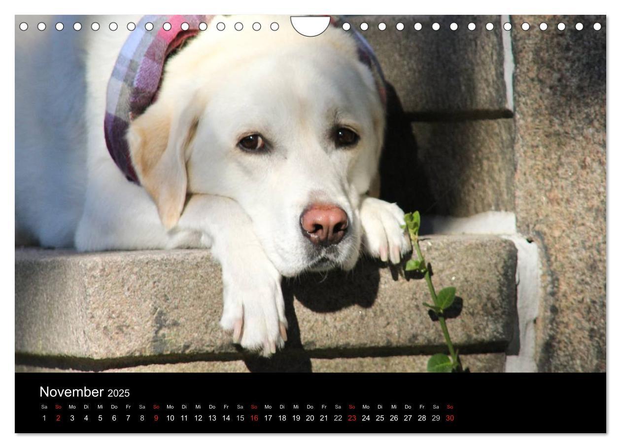 Bild: 9783435757114 | Labrador Retriever 2025 (Wandkalender 2025 DIN A4 quer), CALVENDO...